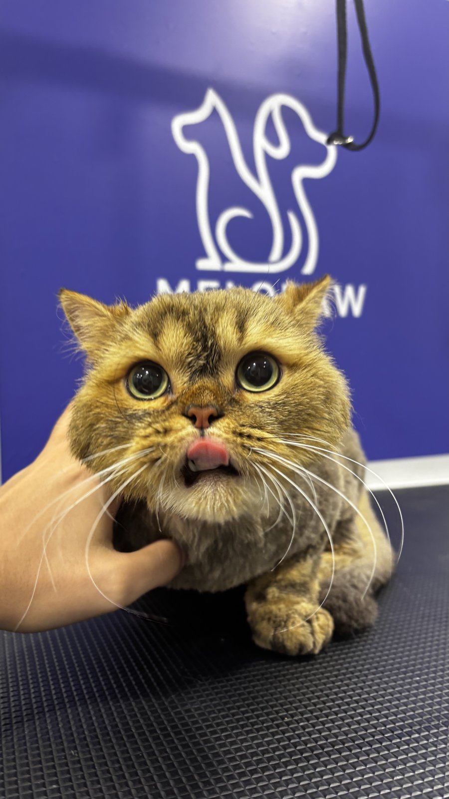 Milo · Cat Royalty