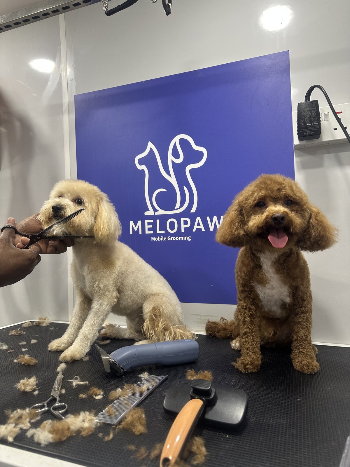 Two freshly-groomed poodles inside the Melopaw mobile grooming van