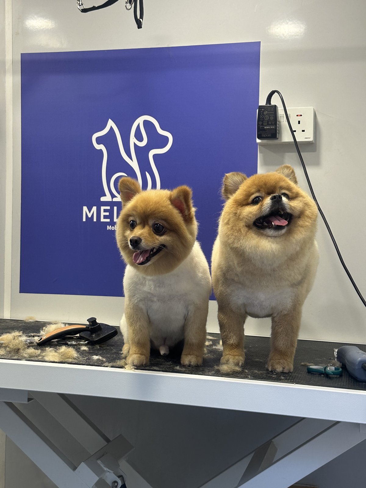 Boo & Coco · Pom Refresh